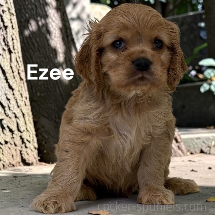 puppy, for, sale, Cocker Spaniel, Joe & Cherri  Overlease, dog, breeder, Miller, MO, dog-breeder, puppy-for-sale, forsale, nearby, find, puppyfind, locator, puppylocator, aca
